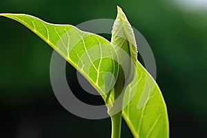 a leaf unfurling from a bud