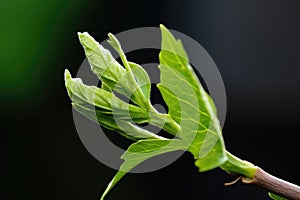 a leaf unfurling from a bud