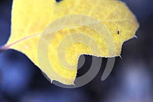 Leaf, up close