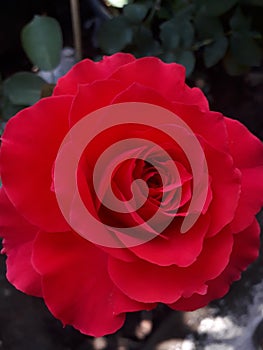 Rose redrose flowerlove blossom bloom Ã Â¸âÃ Â¸Â­Ã Â¸ÂÃ Â¸ÂÃ Â¸Â¸Ã Â¸Â«Ã Â¸Â¥Ã Â¸Â²Ã Â¸Å¡