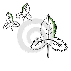 Leaf vector drawing set. Isolated tree leaves. Herbal engraved style illustration. Organic product sketch. Hand drawn