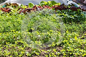 Leaf vegetable.