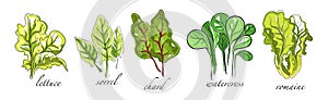 Leaf Vegetable and Herbs with Name Vector Set