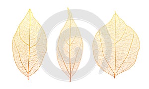 Leaf vein cell skeleton texture abstract background set with close up plant leaf cells structure pattern.