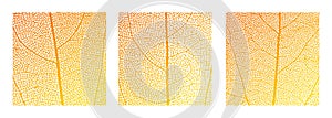 Leaf vein cell skeleton texture abstract background set with close up plant leaf cells structure pattern.