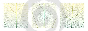 Leaf vein cell skeleton texture abstract background set with close up plant leaf cells structure pattern.
