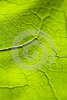 Leaf vein green branches