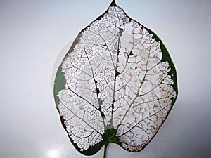 The leaf vein with the grey background