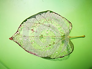 The leaf vein lying on the green background