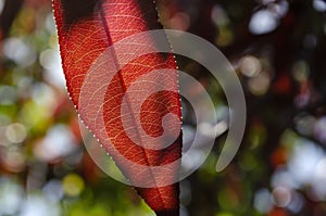 Leaf vein nervure abstract vibrant bright Light shining through the veins with detailed Macro Close Up structure of glowing red