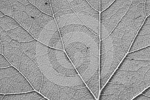 Leaf vein texture of black and white