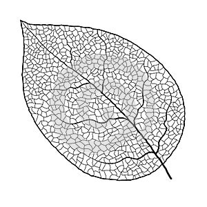 Leaf vein vector texture isolated transparent autumn black detail botanical vein leaf organic