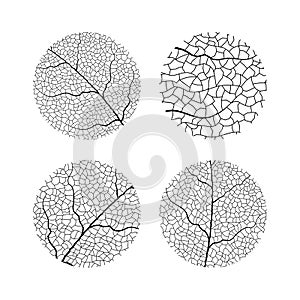 Leaf vein vector texture isolated transparent autumn black detail botanical vein leaf organic