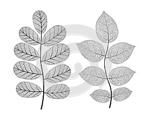 Leaf vein vector texture isolated transparent autumn black detail botanical vein leaf organic