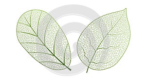 Leaf vein vector texture isolated transparent autumn black detail botanical vein leaf organic