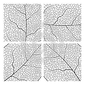 Leaf vein vector texture isolated transparent autumn black detail botanical vein leaf organic