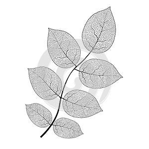 Leaf vein vector texture isolated transparent autumn black detail botanical vein leaf organic