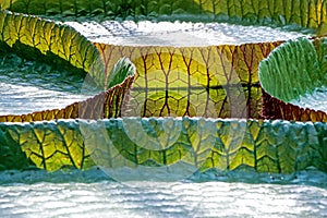 Leaf vein of victoria lotus in water