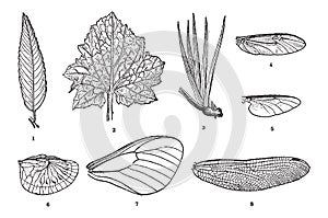 Leaf Vein and Wing Vein, vintage engraving