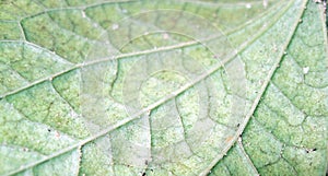 Leaf Veins