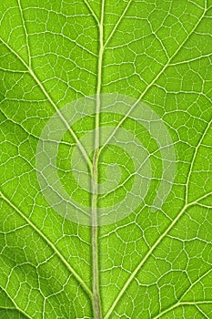 Leaf veins