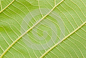 Leaf veins