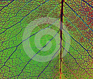 Leaf Veins