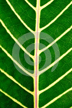 Leaf veins