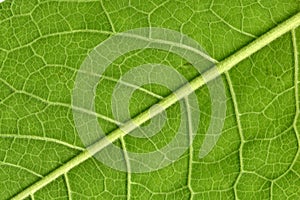 Leaf veins close up