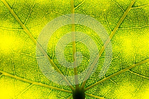 Leaf veins green for background