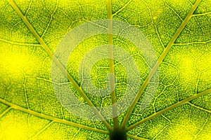 Leaf veins green for background