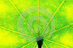 Leaf veins green for background