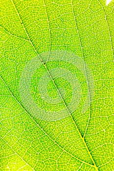 Leaf veins green for background