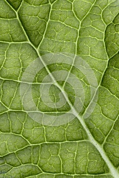 Leaf veins macro