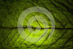 Leaf veins macro