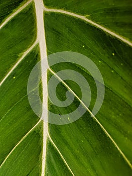 Leaf veins Philodendron gloriosum