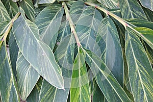 Leaf venation and background pattern of leaves