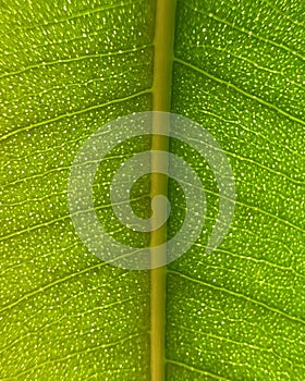 Leaf Venation Pattern in Backlight, Macro Background