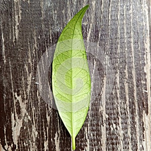 Leaf Venation Pattern and Morphological Characteristics