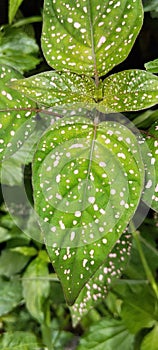 This leaf is very beautiful, there are white dots in the middle of the leaf shooting location: Indonesia shooting date:2024-03-08