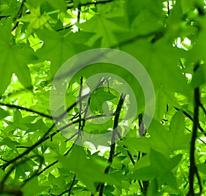 Leaf View of Spring. Sweet Gum (Liquidambar styraciflua)