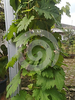 This is the leaf of the vine