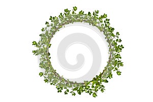 Leaf vine circle isolates on a white background