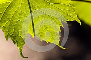 Leaf from the vine isolated on a dark background