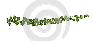 Leaf vine isolates on a white background
