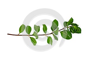 Leaf vine isolates on a white background