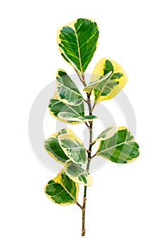 Leaf vine isolates on a white background photo