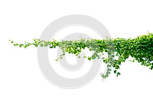 leaf vine isolates on a white background