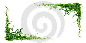 leaf vine isolates on a white background