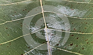 Leaf vines close-up, water on leaf, Leaf clear texture